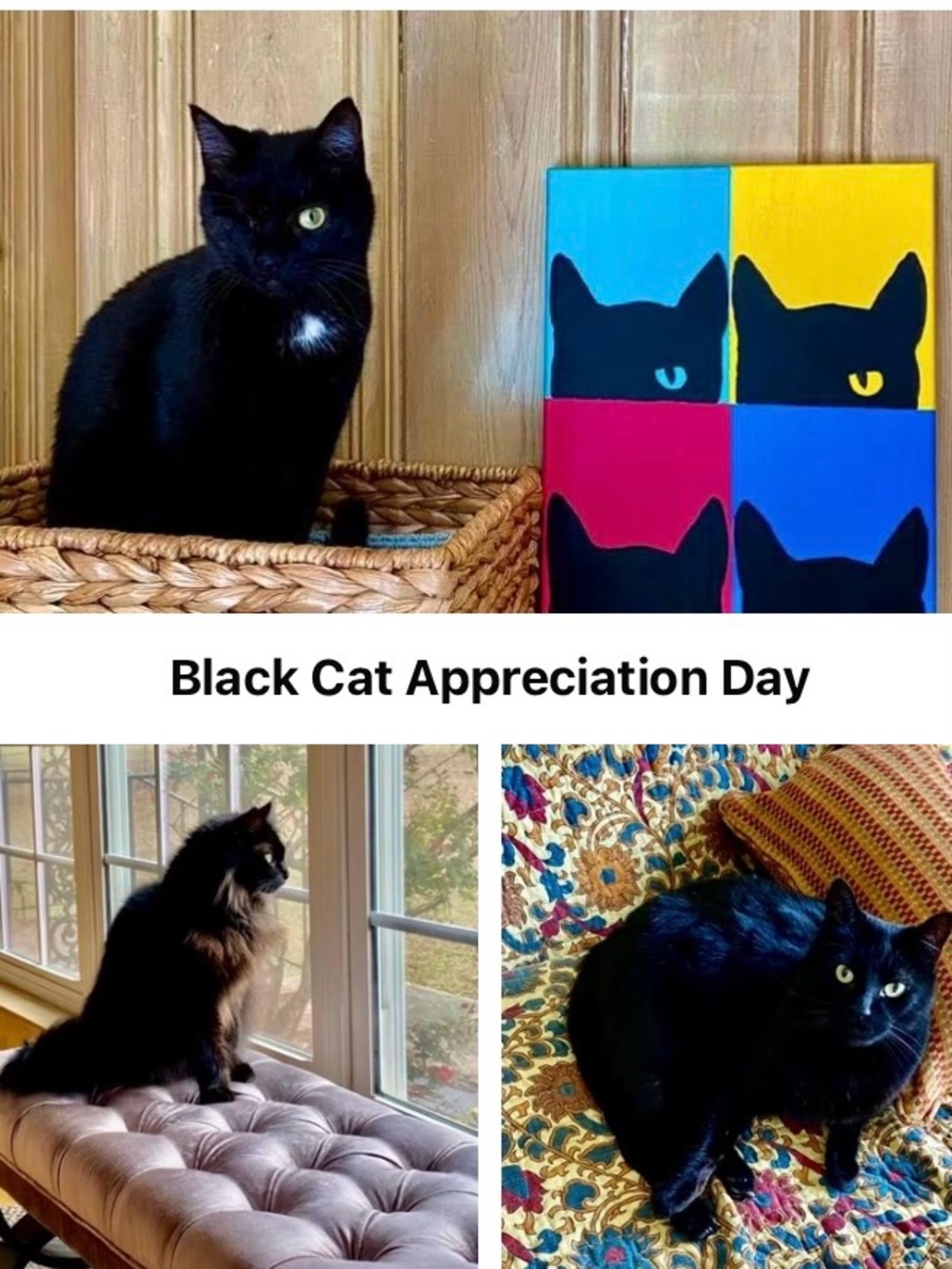 BLACK CAT APPRECIATION DAY! 🐈‍⬛